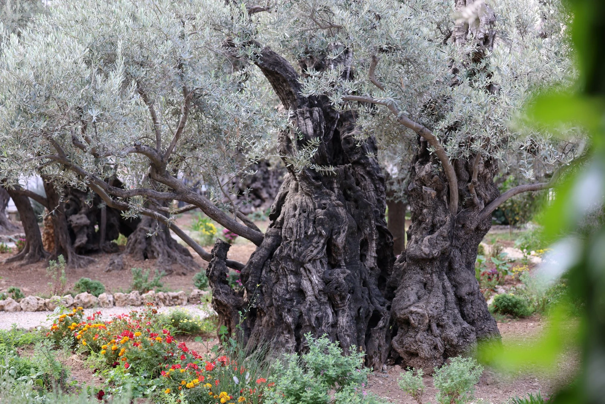 Ratlos Heiliges Land Jerusalem Garten Gethsemane