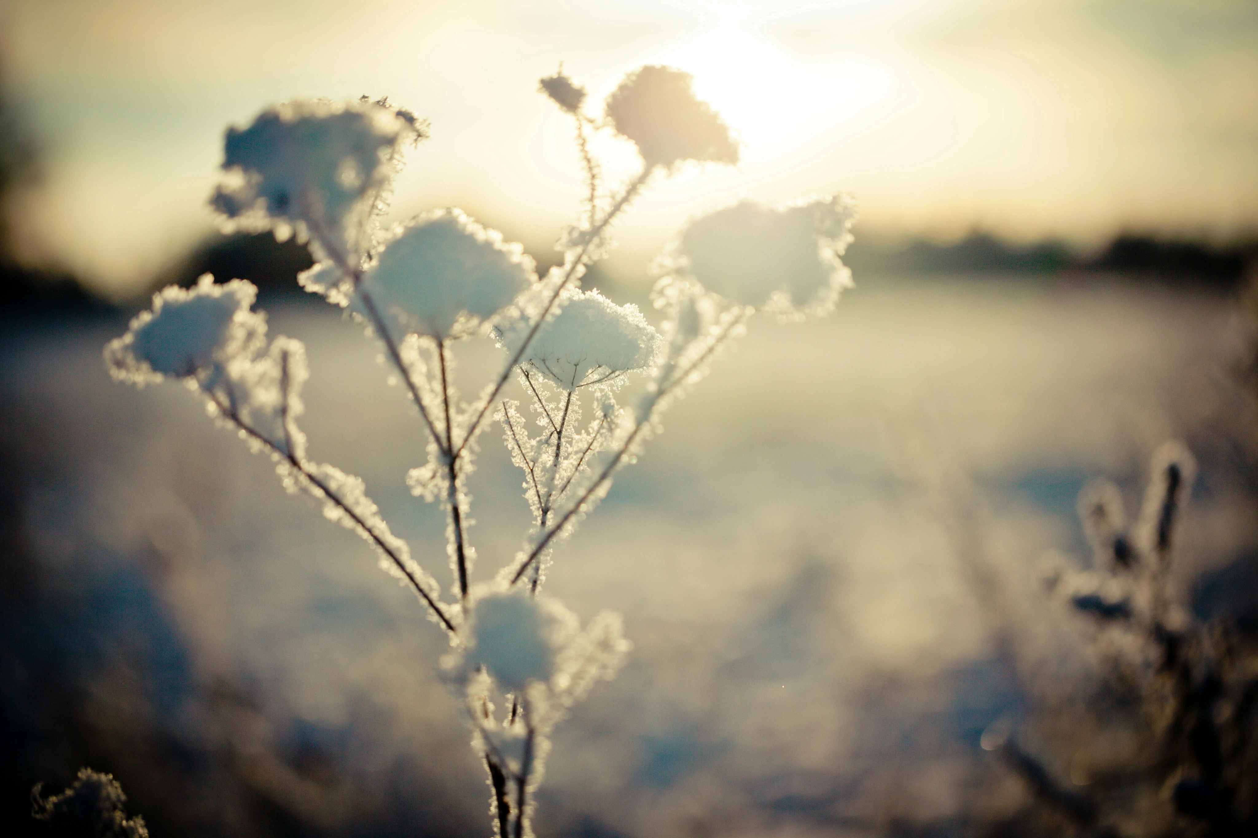 Raimond Klavins Tevq 6s8ujq Unsplash